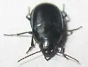 Smooth-winged Sun Beetle - photo 5