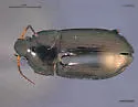 Amara littoralis