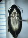 Amara littoralis - photo 5