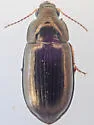 Amara longula - Amara longula