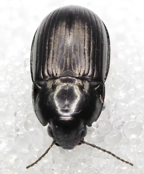 Amara lunicollis