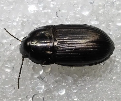 Amara lunicollis - photo 2