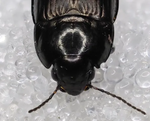 Amara lunicollis - photo 3