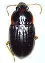 Amara musculis - Amara musculis