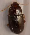 Amara musculis - photo 2
