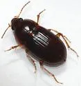 Amara musculis - photo 3