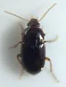Amara musculis - photo 4