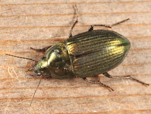 Amara patruelis - Amara patruelis