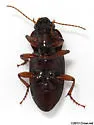 Amara pennsylvanica - photo 2