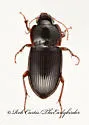 Amara pennsylvanica - photo 3