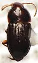 Amara pseudobrunnea - Amara pseudobrunnea
