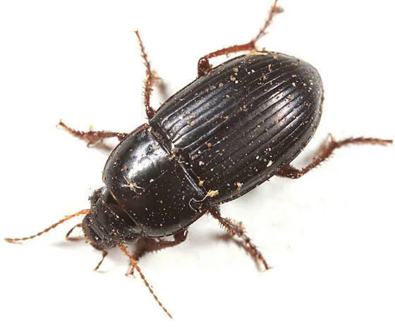 Amara rectangula - photo 2