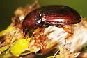Amara rubrica - Amara rubrica