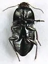 Amara scitula - photo 2