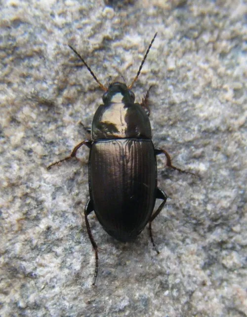 Amara similata - photo 2