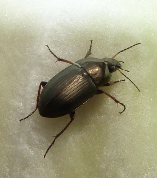 Amara similata - photo 3