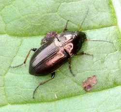 Amara similata - photo 4