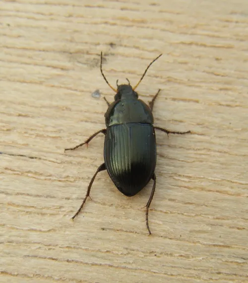 Amara similata - photo 5