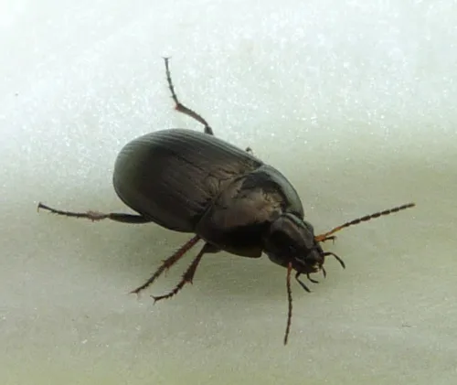 Amara similata - photo 6