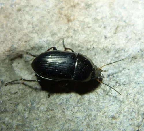 Amara similata - photo 7