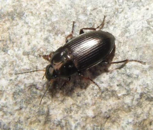 Amara similata - photo 8