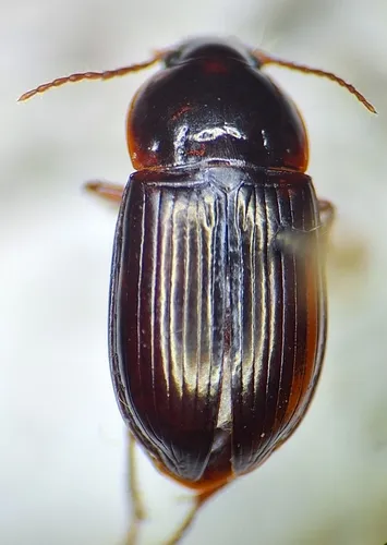 Amara sinuosa - Amara sinuosa
