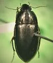 Amara sodalicia