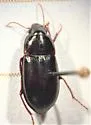 Amara tenebrionella