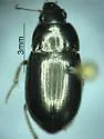 Amara tenebrionella - photo 3
