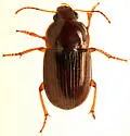 Amara texana - Amara texana