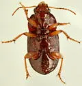 Amara texana - photo 2