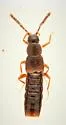 Amarochara forticornis