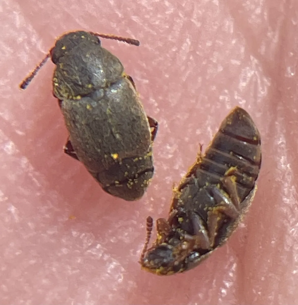 Amartus rufipes - photo 2