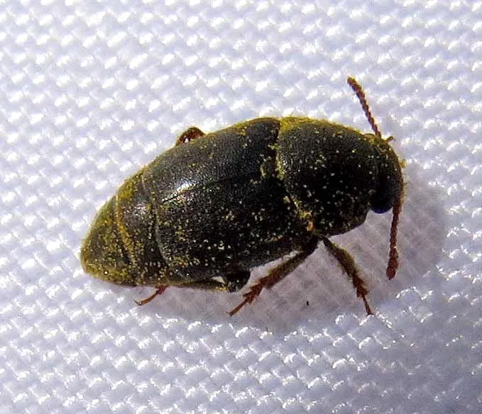 Amartus tinctus - Amartus tinctus