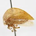 Amastris lycioda