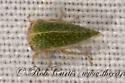 Amastris lycioda - photo 2