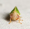 Amastris lycioda - photo 5