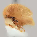 Amastris templa