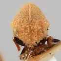 Amastris templa - photo 3