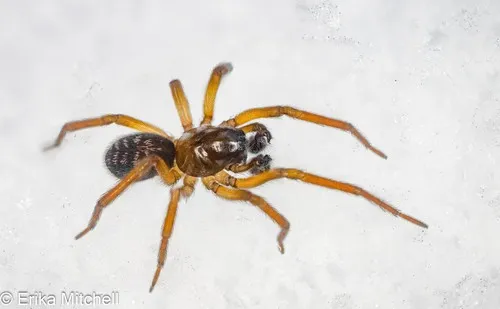 Amaurobius borealis