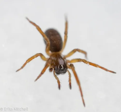 Amaurobius borealis - photo 4