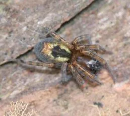 Amaurobius fenestralis