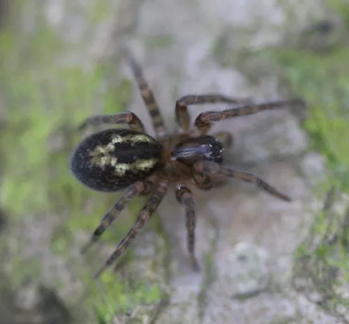 Amaurobius fenestralis - photo 2