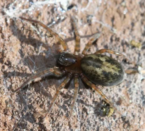 Amaurobius fenestralis - photo 3