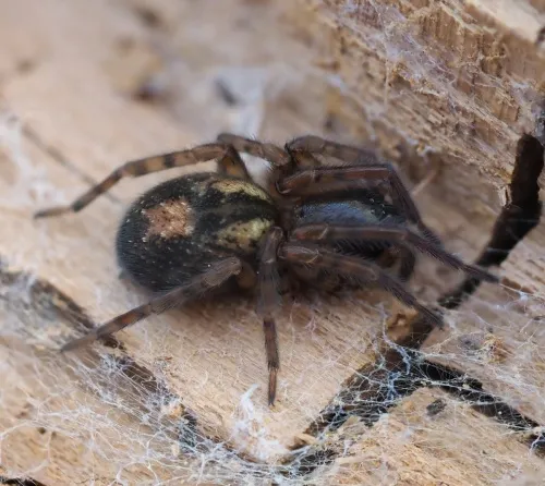 Amaurobius fenestralis - photo 4