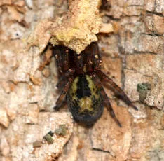 Amaurobius fenestralis - photo 6