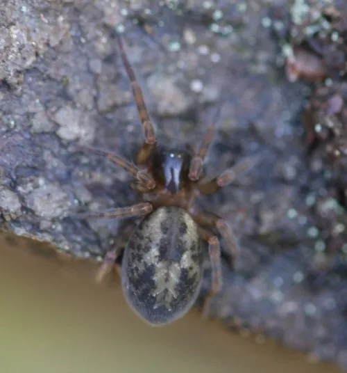 Amaurobius fenestralis - photo 7