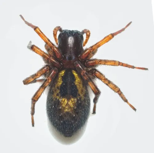 Amaurobius fenestralis - photo 8