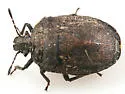 Amaurochrous brevitylus