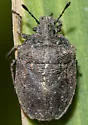 Amaurochrous brevitylus - photo 2
